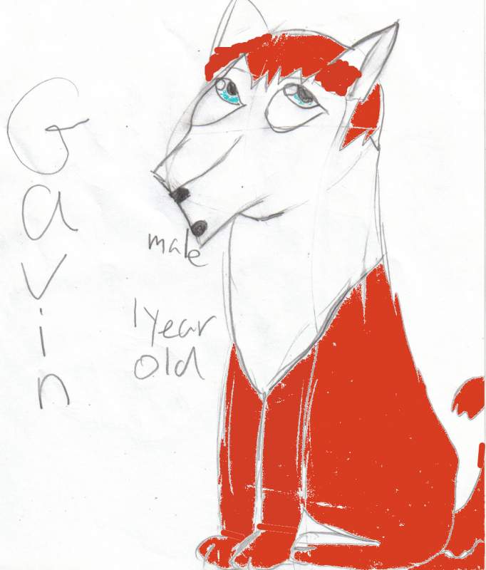 Gavin