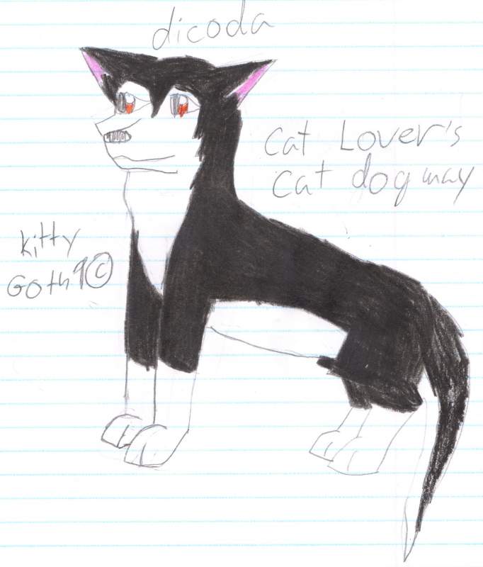 catlovers cat as a dog >_<