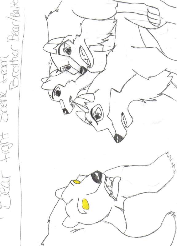 Bear fight