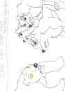 Bear fight