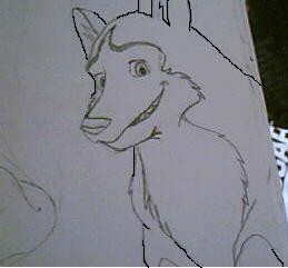 Dingo grinning