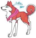 Kodi~Husky