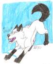 Kodi~Husky