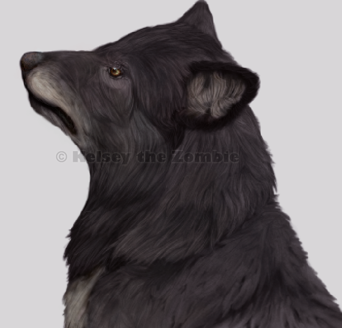 The Real Balto
