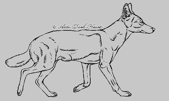 Ethiopian Wolf Lineart