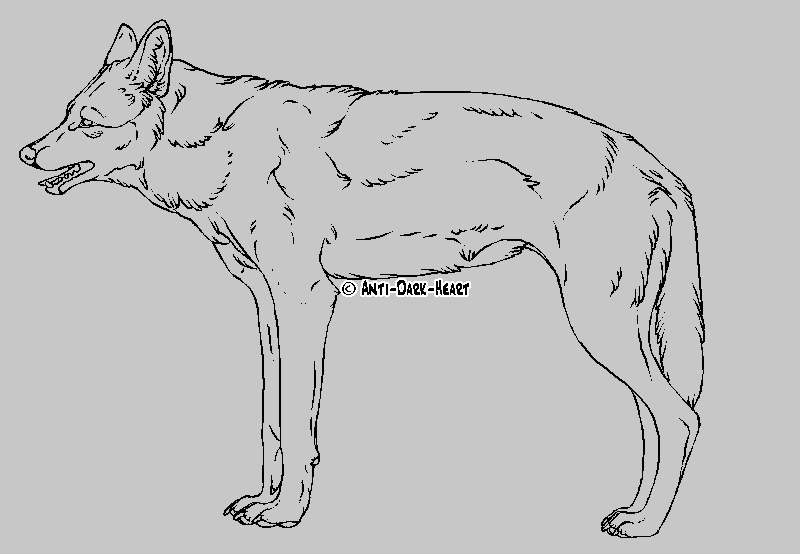 Iranian Wolf Lineart