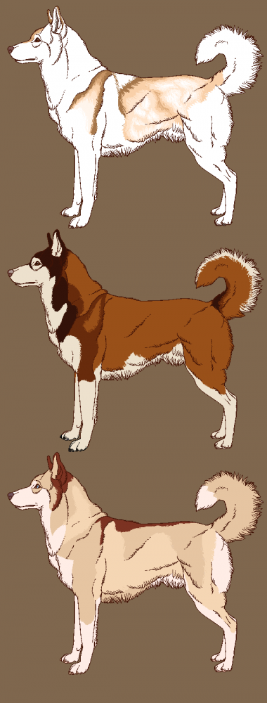 Realistic Husky Adoptables 2