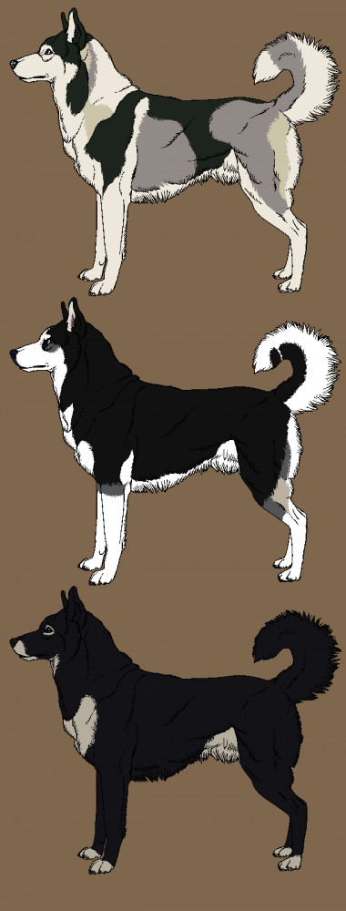Realistic Husky Adoptables 3
