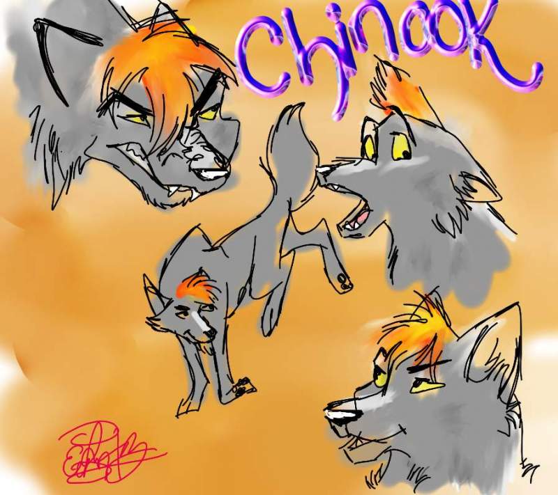 Chinook