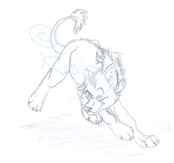 Wolf Lion gift