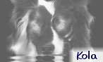 Kola