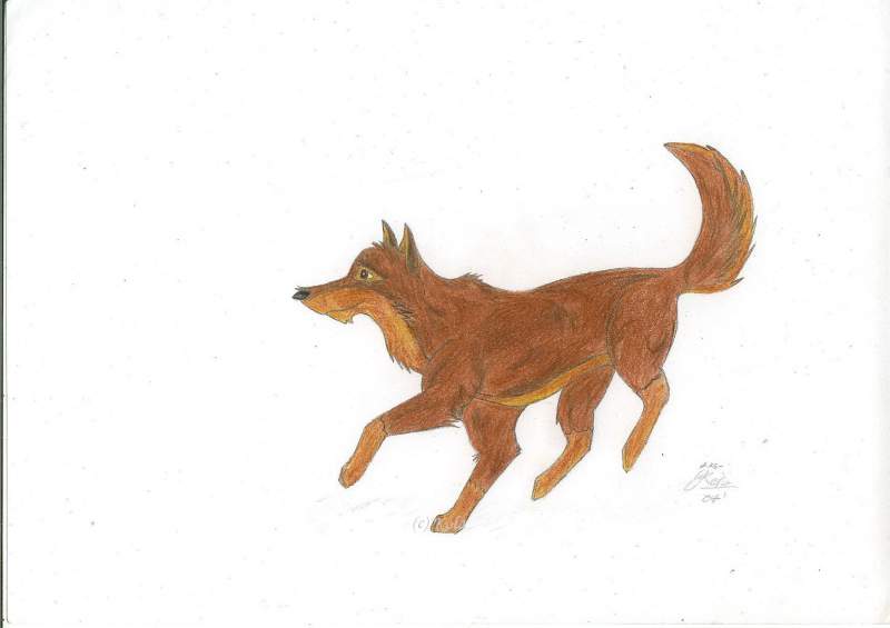 Balto Coloured