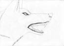 Shigure growling!
