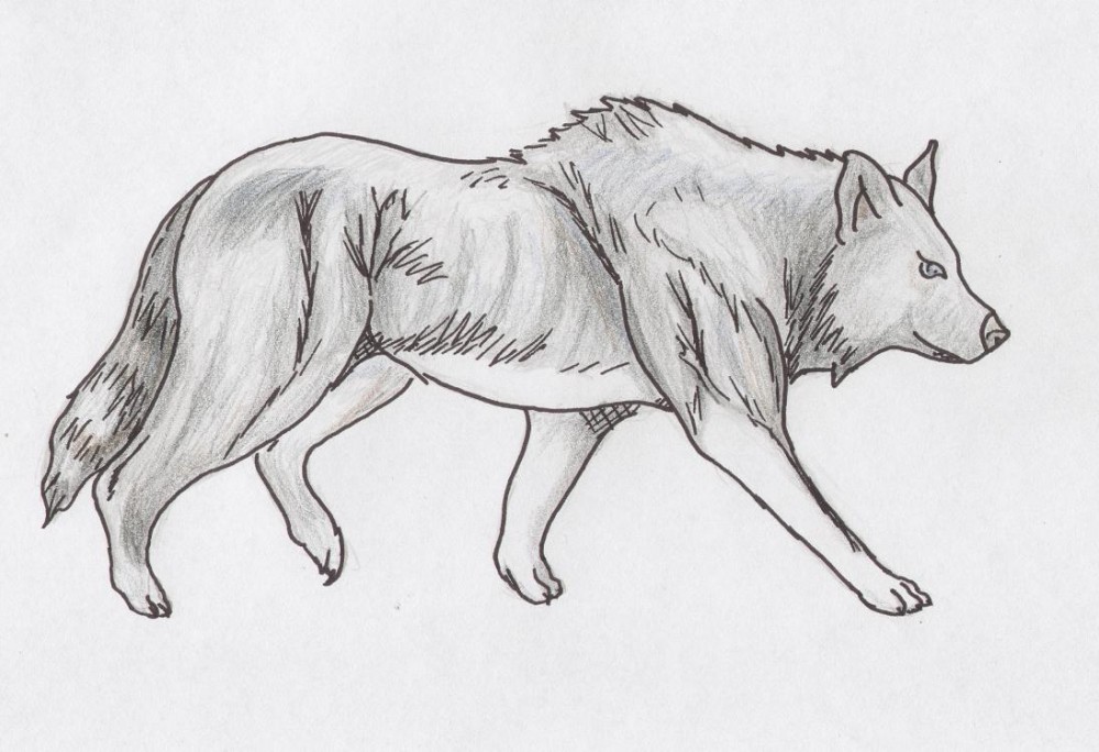 Black Wolf