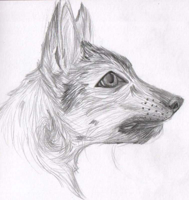 Chzechoslovakian wolfdog