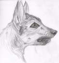 Chzechoslovakian wolfdog