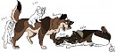 KITKIT MONTROSE PUPS 