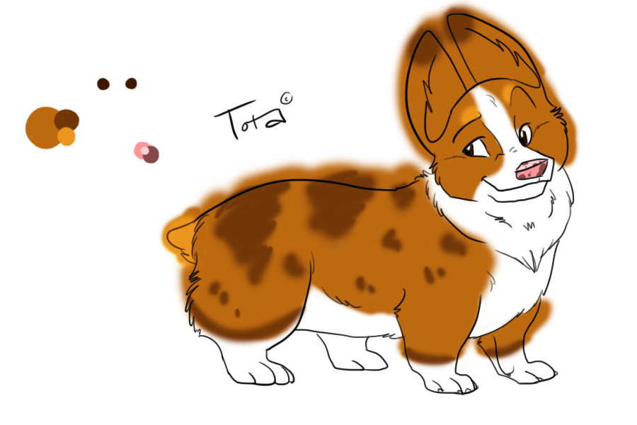 Tota the Nome Corgi