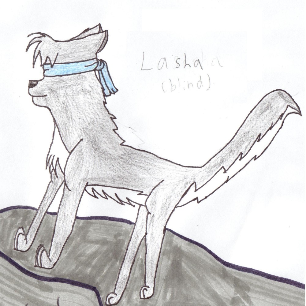 Lasha ( blind)