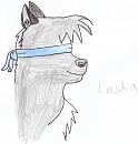Lasha face