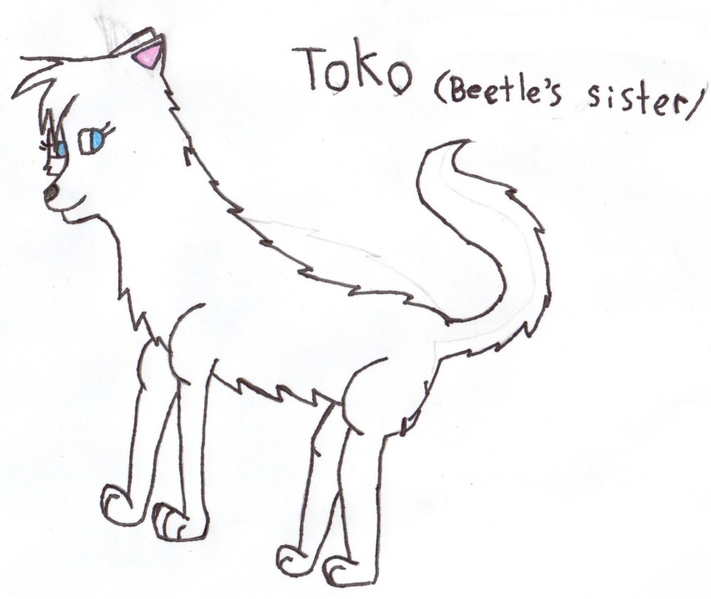 Toko 