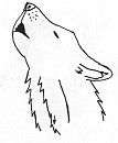 Wolf Howling close up