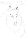 The white wolf from Balto