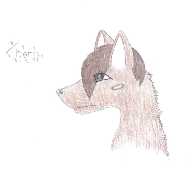 This is Thorn ~~~~!!!!~~~~