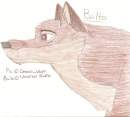 Balto