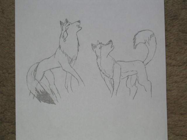 Pample howl