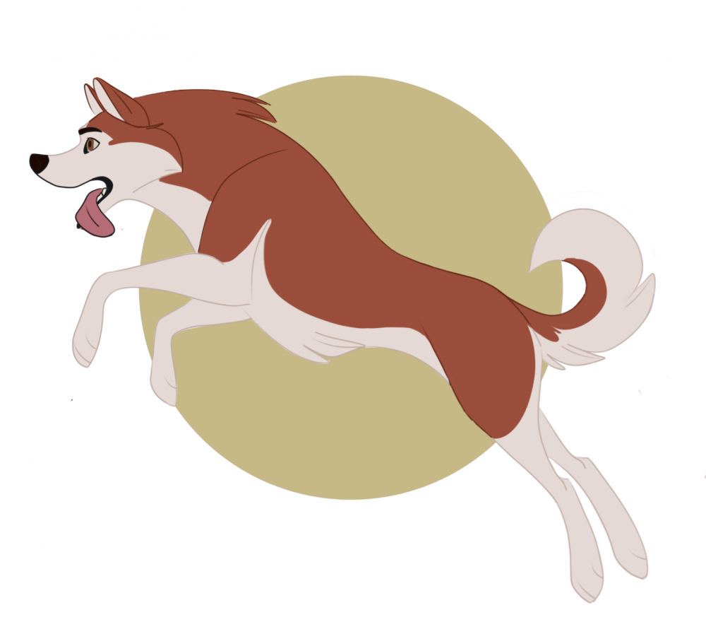 Dingo