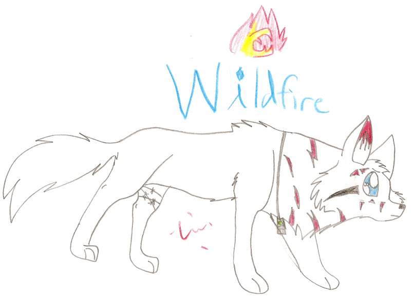 Surprise Gift for Wildfire!