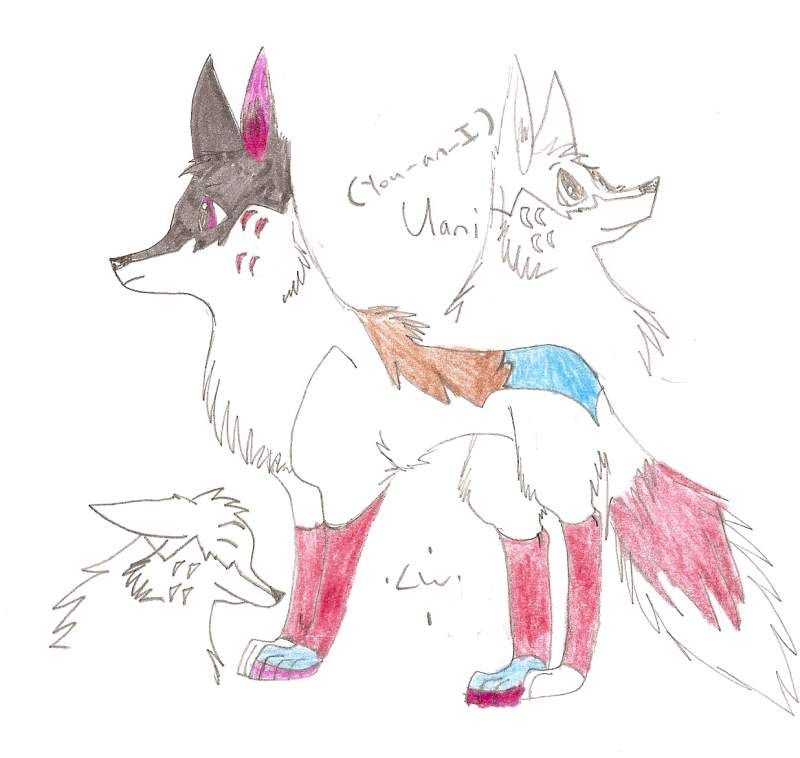 Uani reference sheet