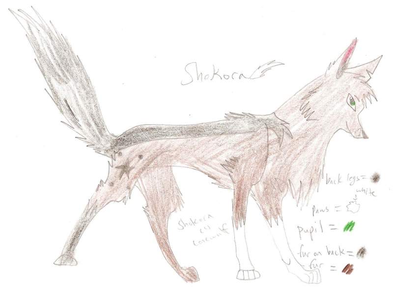Shokora