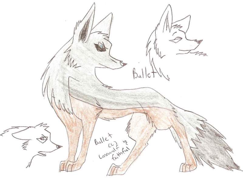 Bullet