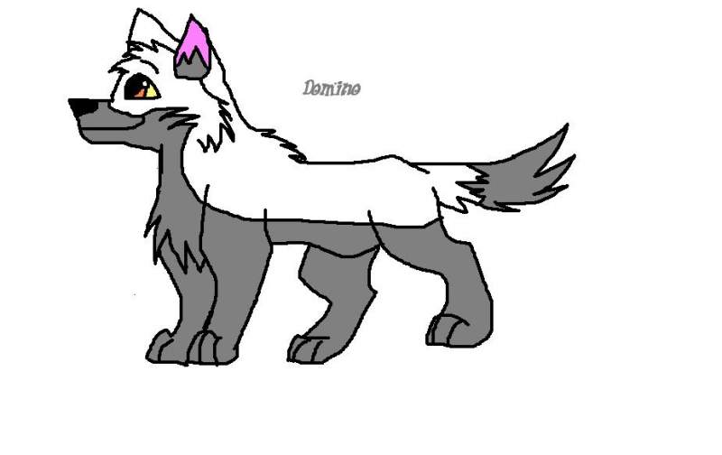 Domino puppy