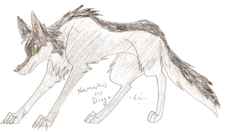 Namortus