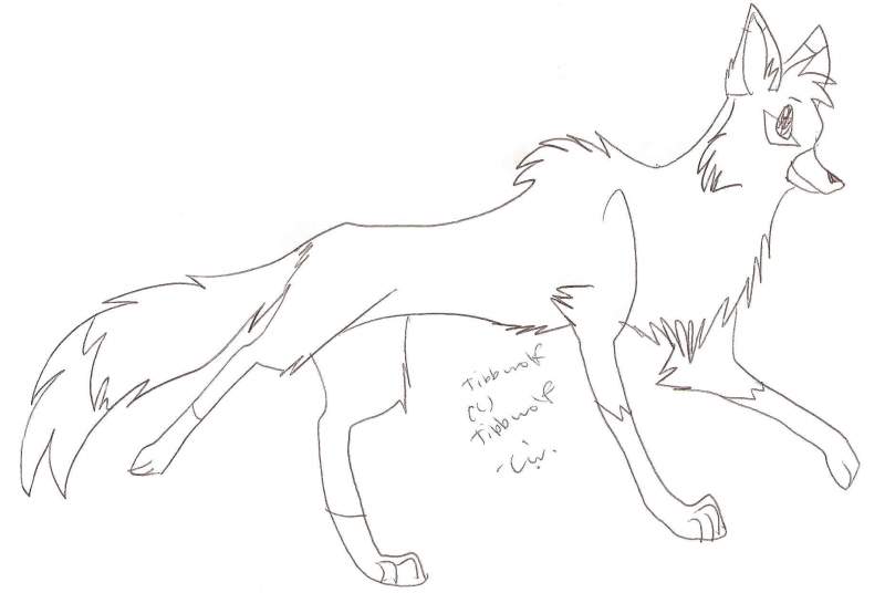 Tibb_wolf