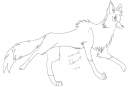 Tibb_wolf