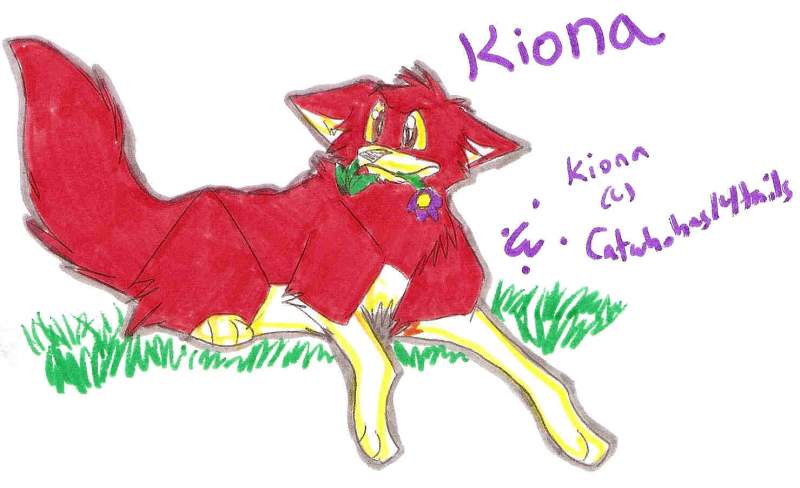 Kiona for Cat