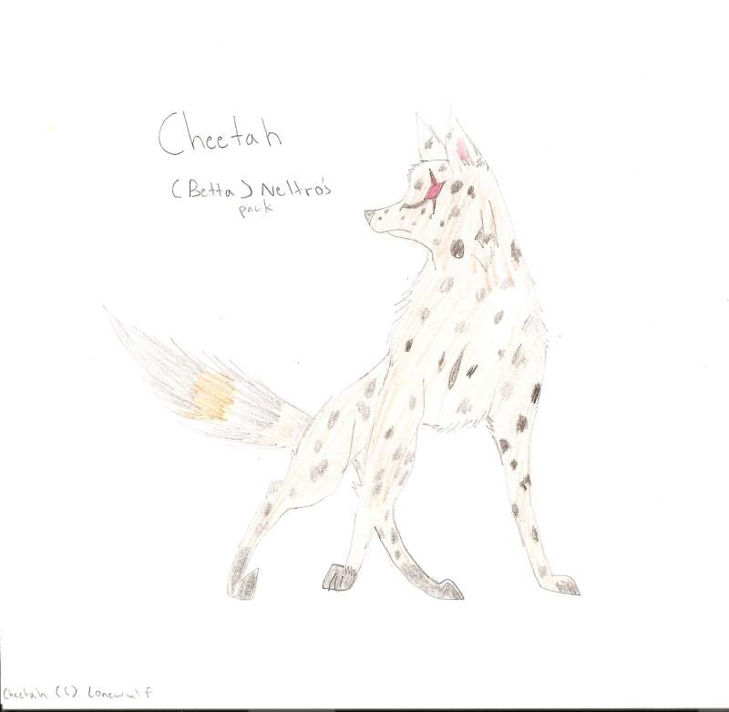 Cheetah the Coolness(: