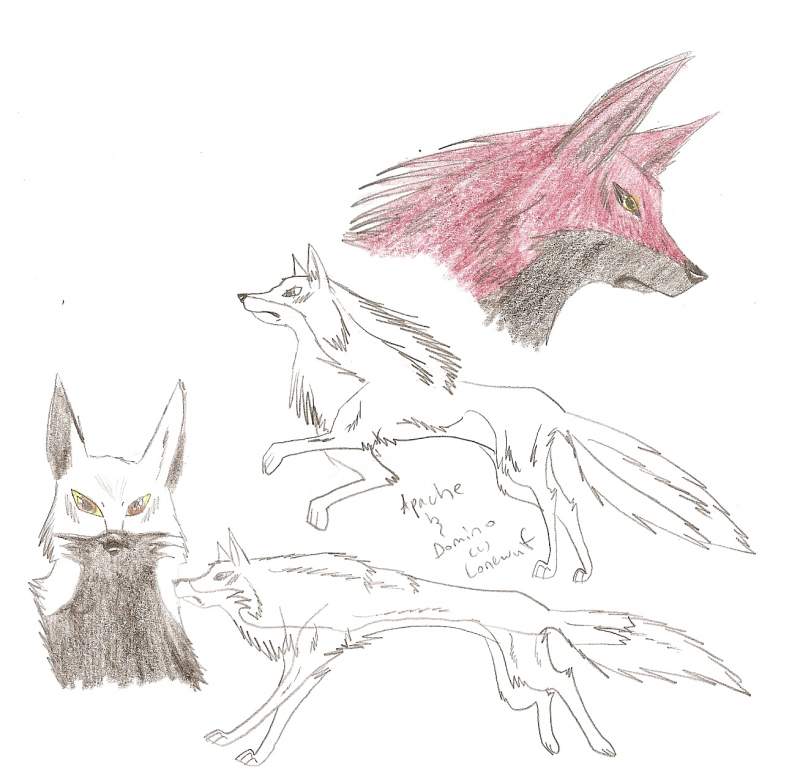 Apache and Domino in wolf's rain style
