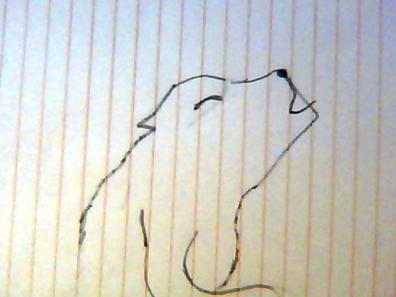 Aniu howling like a star