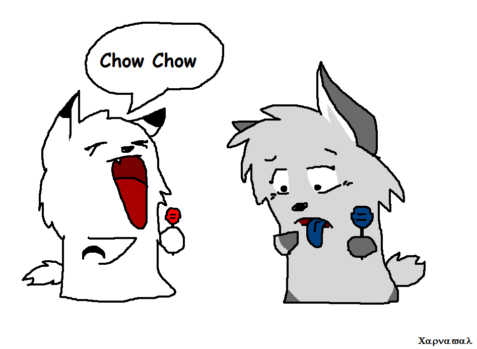 Chow chow