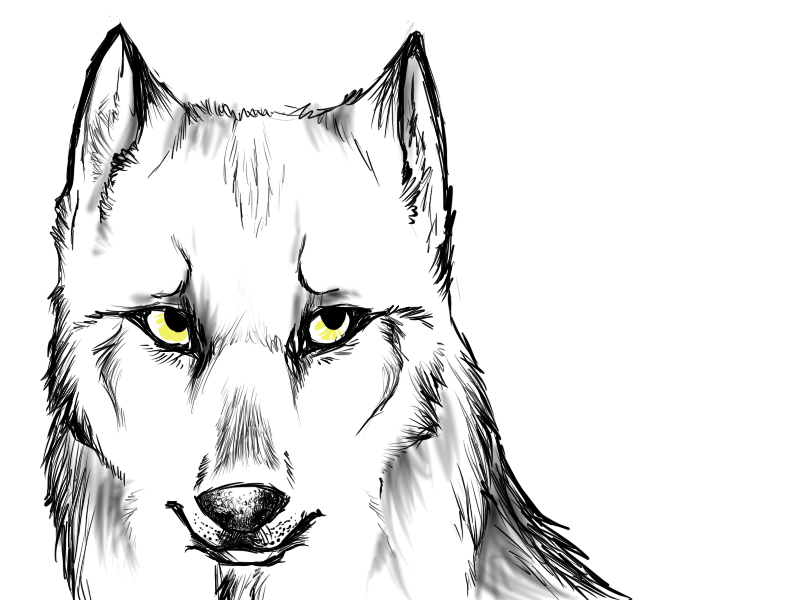 Sketch