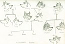 Family Tree