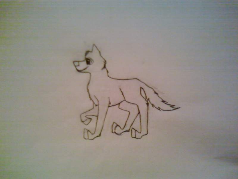 wolf sketh