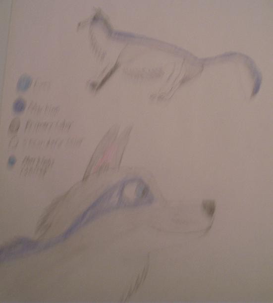 Adam's Refrence Sheet