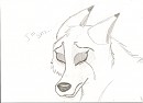 aniu new sketch