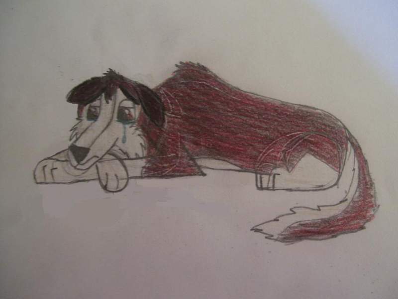 Poor Dingo